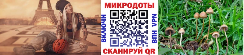 даркнет наркотические препараты  Шарья  Псилоцибиновые грибы мухоморы  сколько стоит 